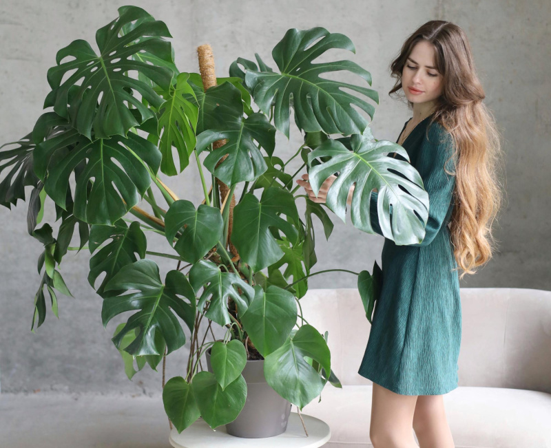 Монстера Делициоса Монстера Делициоса