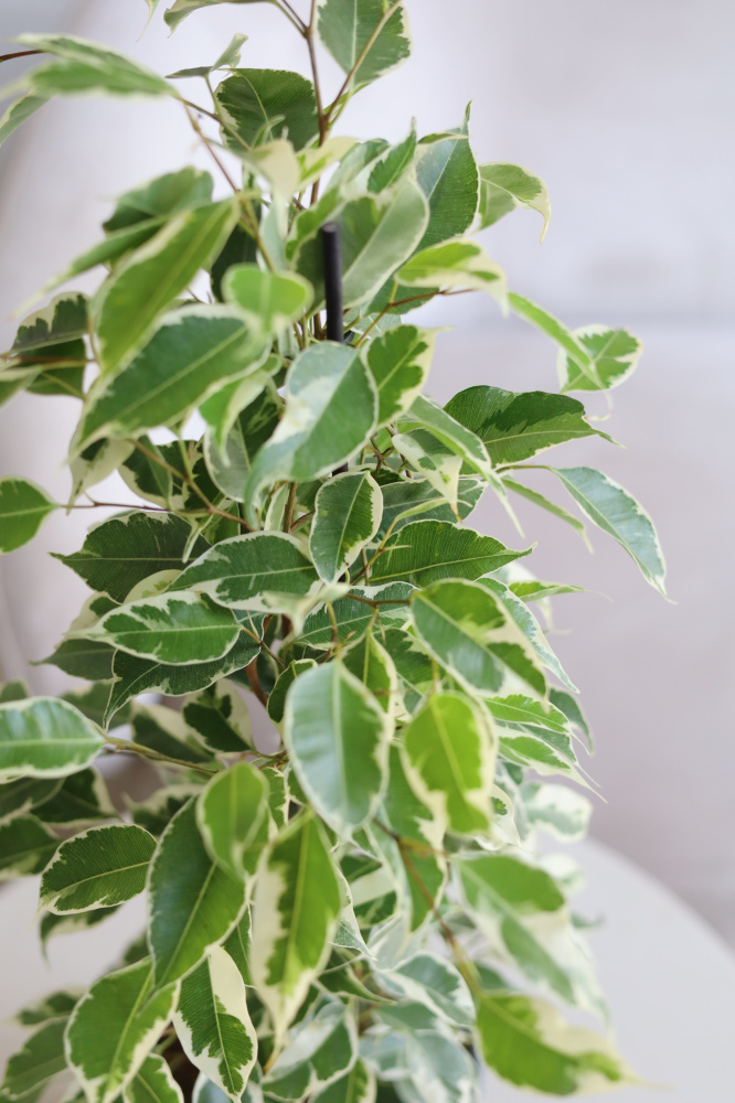 Фикус Твайлайт Фикус Твайлайт