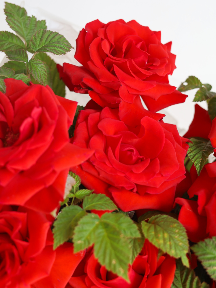 БУКЕТ С АЛОЙ ФРАНЦУЗСКОЙ РОЗА NINA И ВЕТОЧКАМИ МАЛИНЫ БУКЕТ С АЛОЙ ФРАНЦУЗСКОЙ РОЗА NINA И ВЕТОЧКАМИ МАЛИНЫ